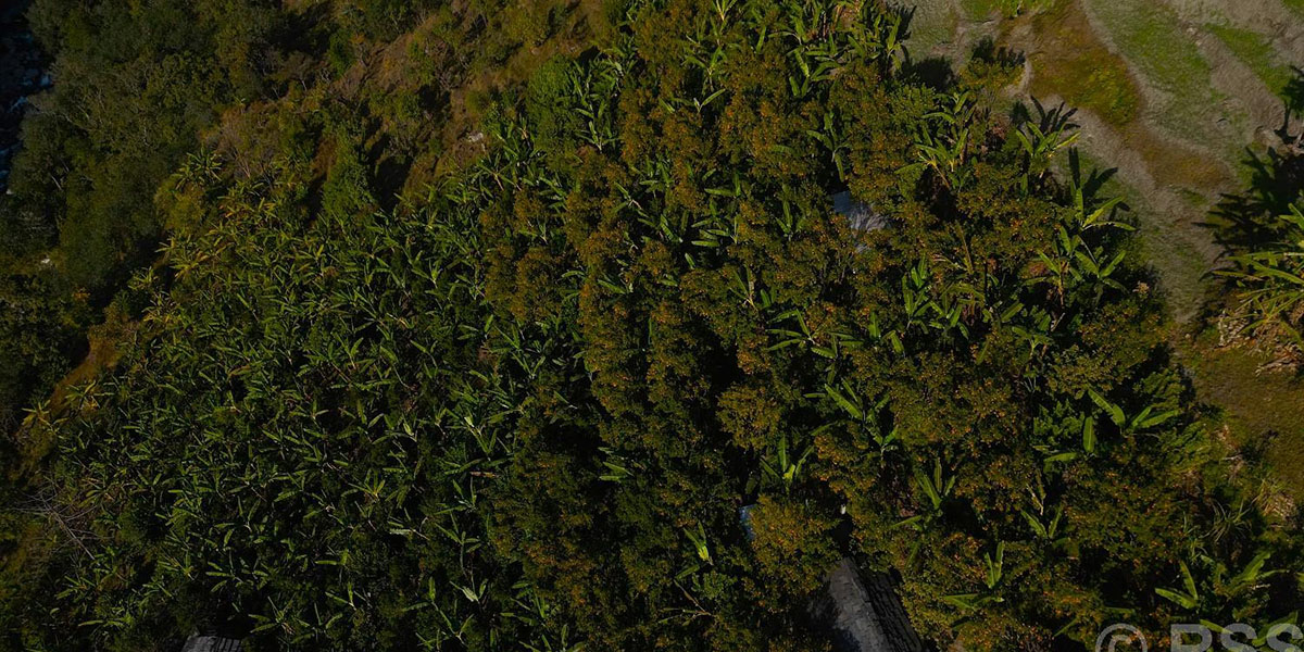 बिलाउनीको झाडी फाडेर सुन्तला बगान