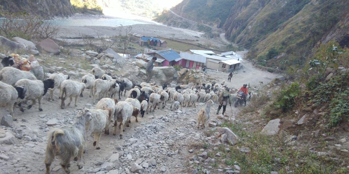 उधौली लागेसँगै भेँडाबाख्रा लिएर बेँसी झरे गोरखाका गोठाला