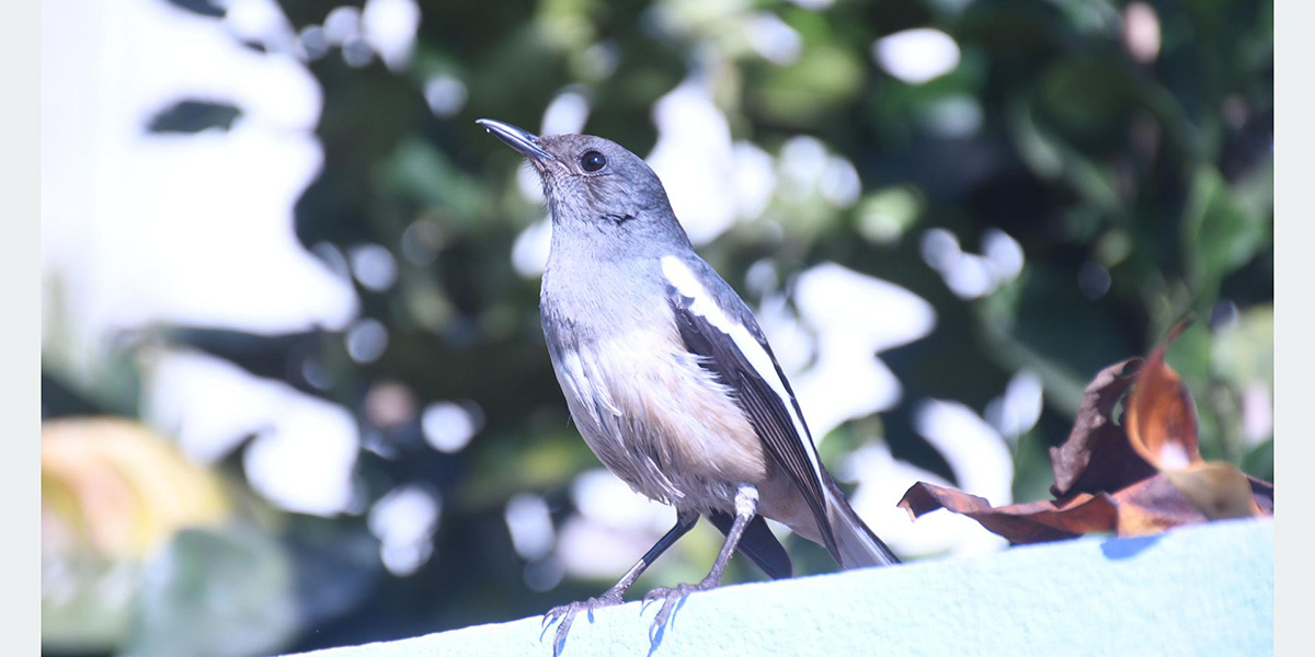 धोबिनी चरा