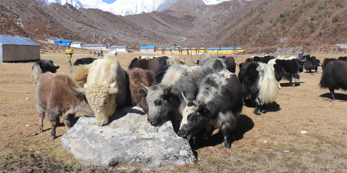 संकटमा चौँरीपालन