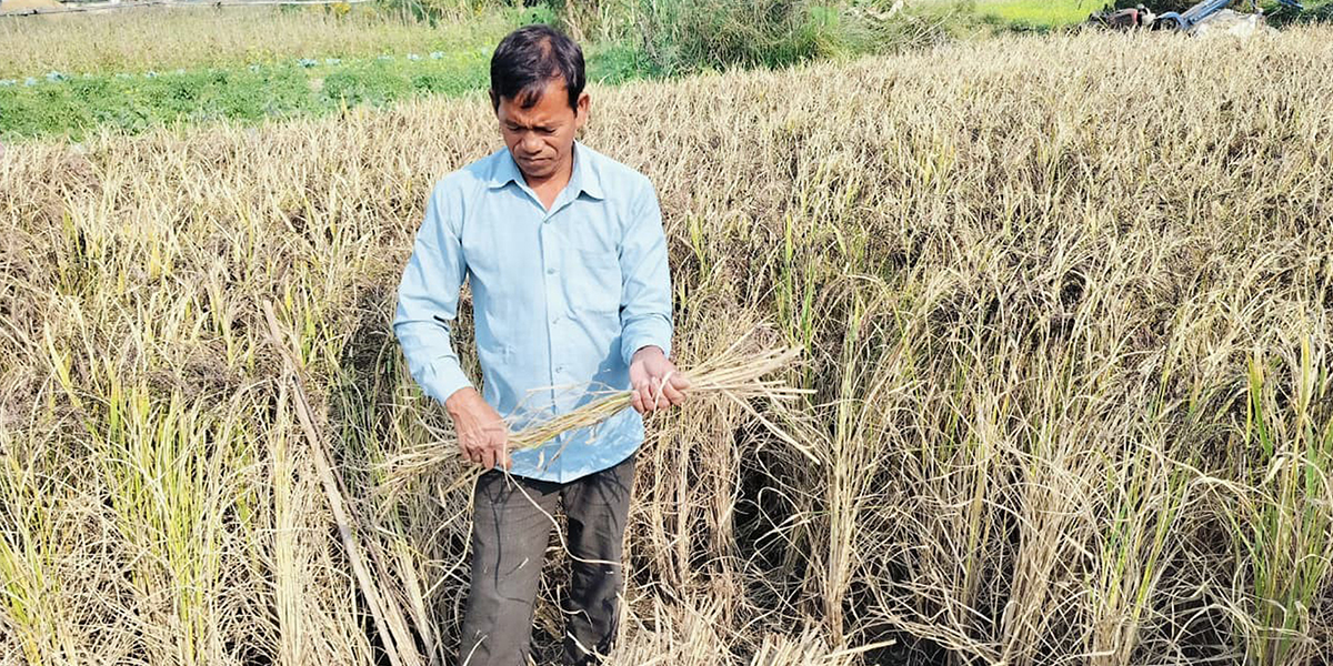 धानको रैथाने जात संरक्षण गर्दै बाँकेका गंगानारायण