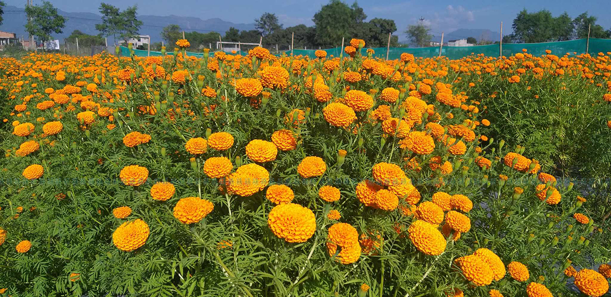 सयपत्री फूलखेतीबाट वार्षिक सात लाख बचत गर्दै लालबाबु