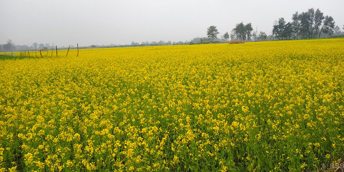 तोरीबाली