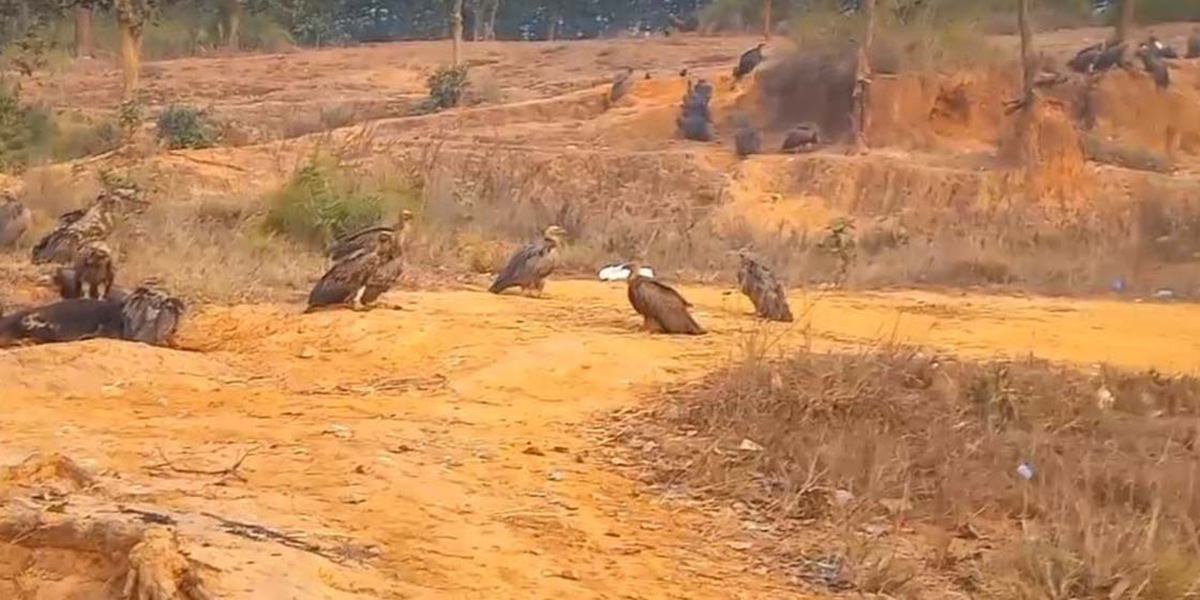 बर्दिबासको पर्यावरणबारे बढ्दै चासो