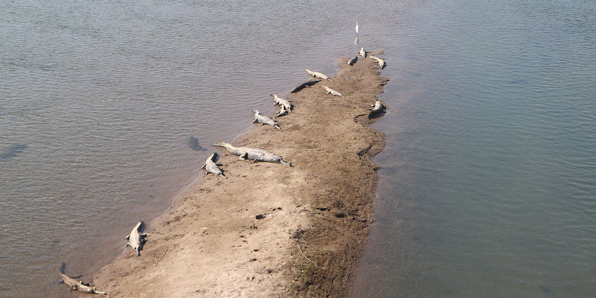 घडियाल गोही