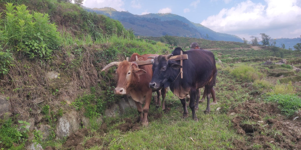 हलगोरु पाल्ने दुर्गमका किसानलाई नगद प्रोत्साहन