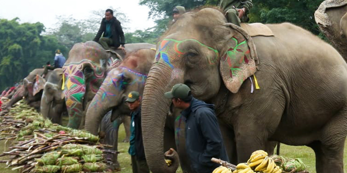 चितवनमा हात्ती पूजा गरी खुवाइयो वनभोज