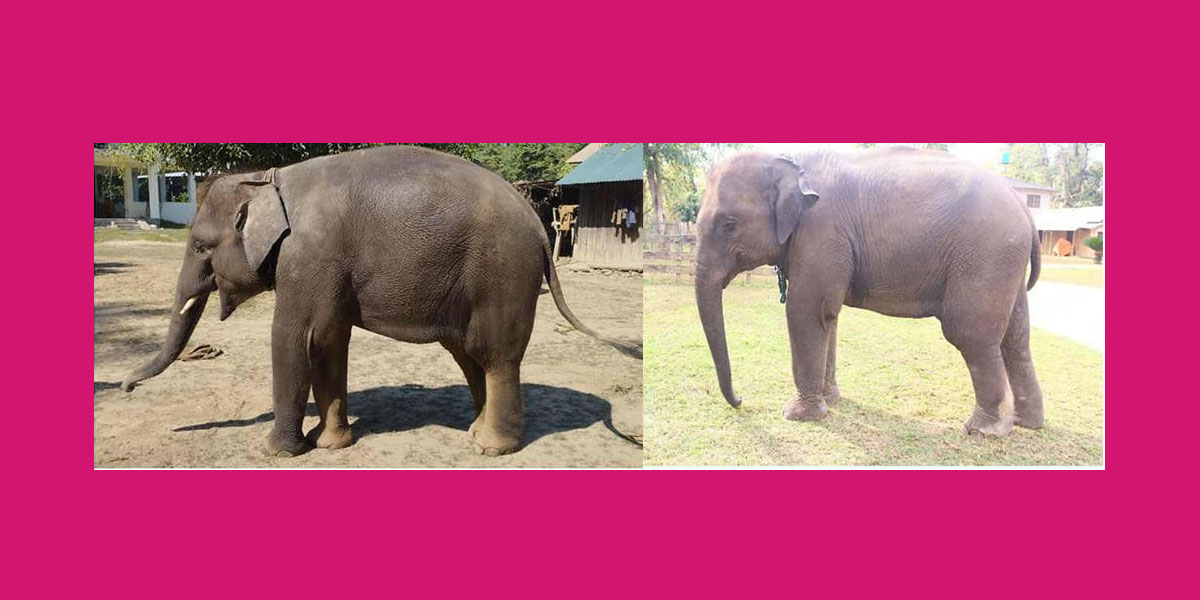 रुद्रकली र खगेन्द्र प्रसादलाई कतार उड्दै