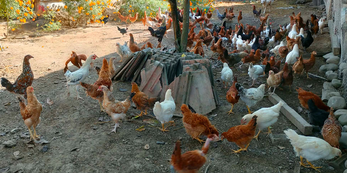 शुक्लाफाँटाका कुखुरा फार्ममा ‘फाउल पोक्स’को संक्रमण