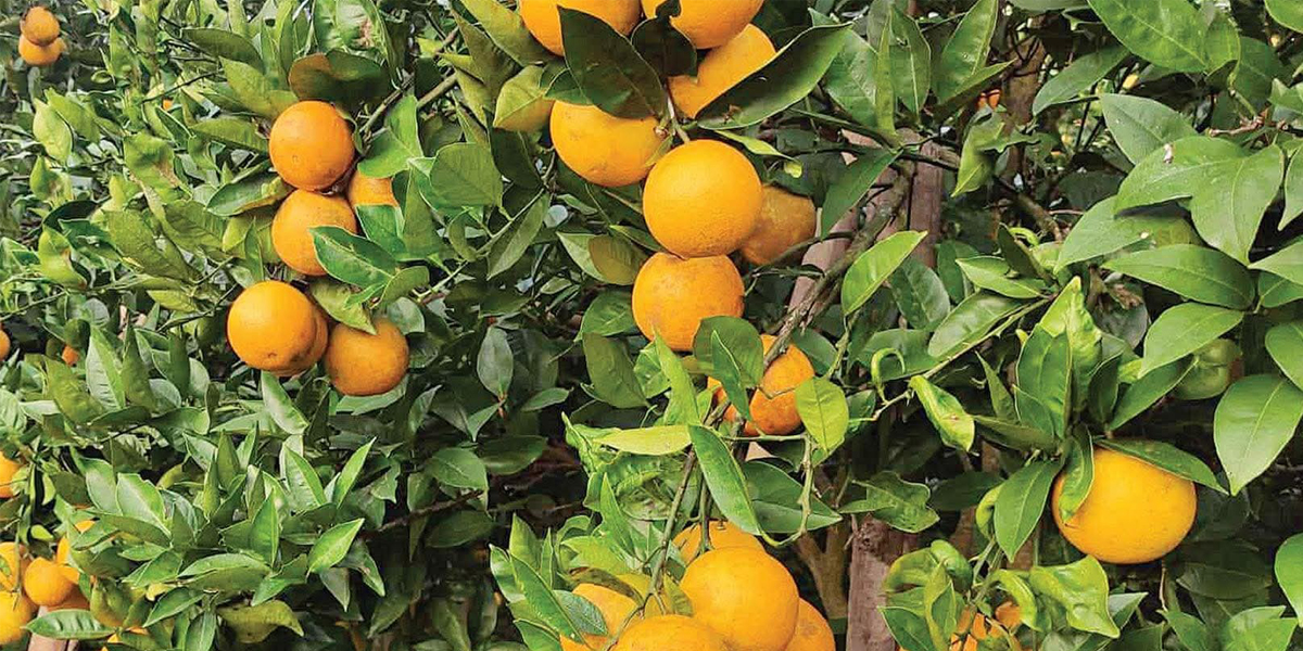 जुनार राजधानी बन्दै गोलञ्जोर : किसानको आम्दानी पाँच लाखदेखि ३० लाखसम्म