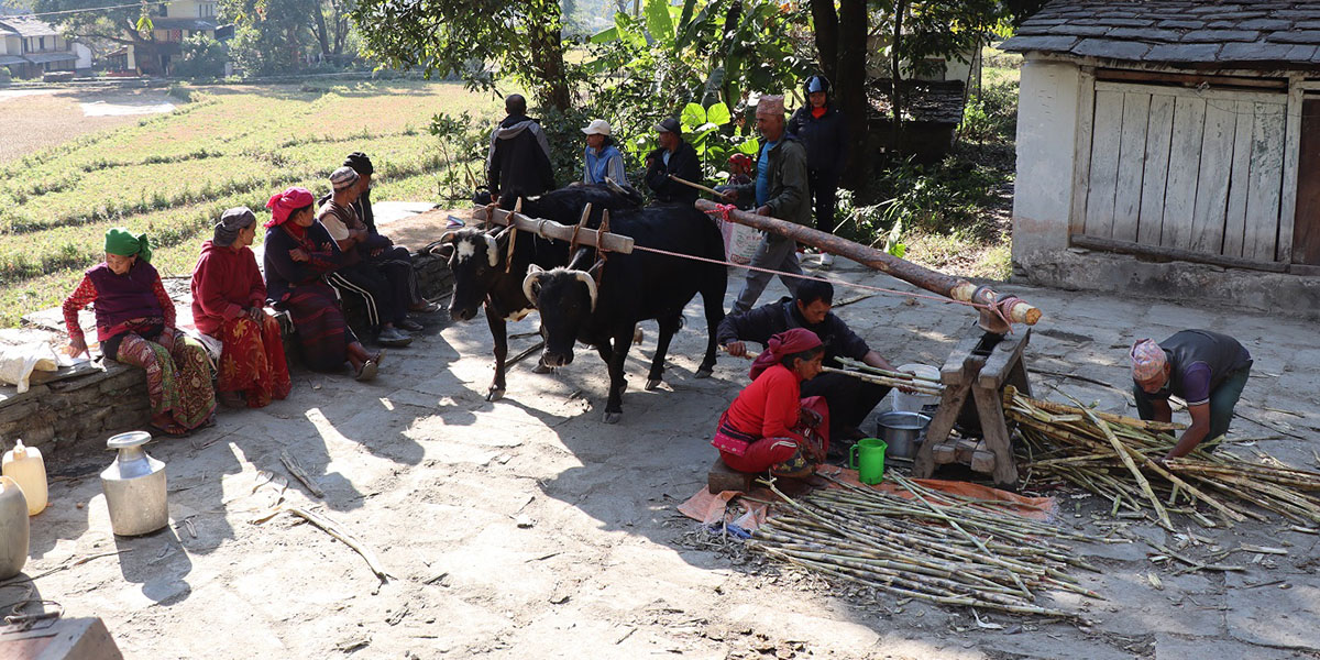 म्याग्दीमा सय वर्ष पुरानो कोलमा उखु पेल्ने परम्परा अझै जीवित