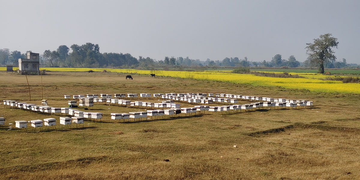 महबाटै करोडौँ कमाउँछन् हमाल