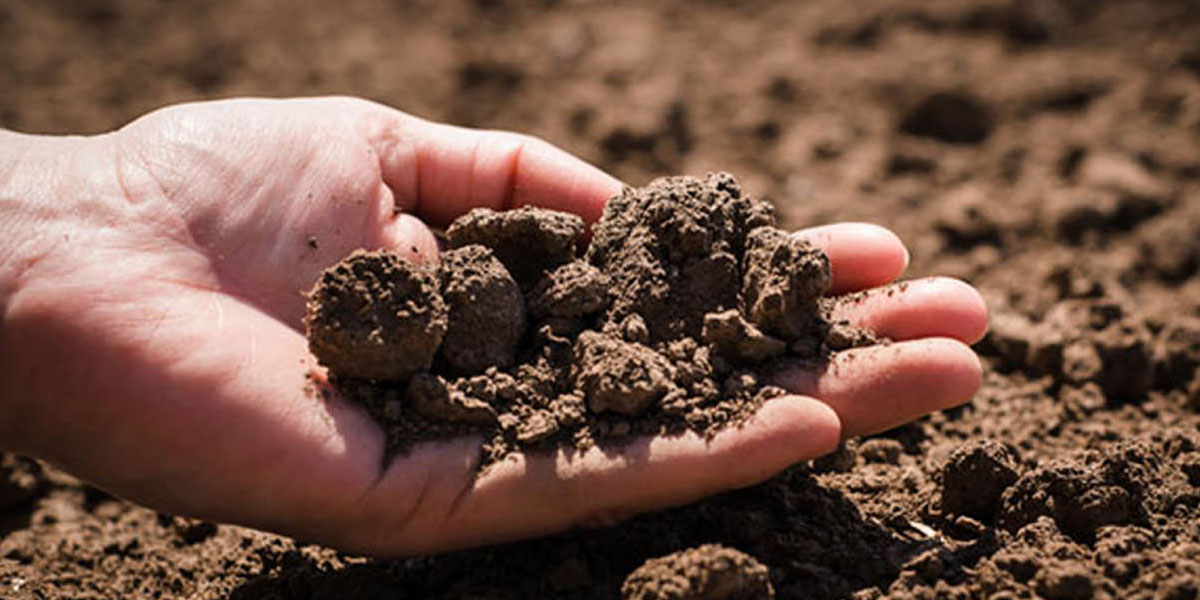 ‘स्वस्थ माटोका लागि स्वस्थ सहर’ नाराका साथ विश्व माटो दिवस मनाइँदै