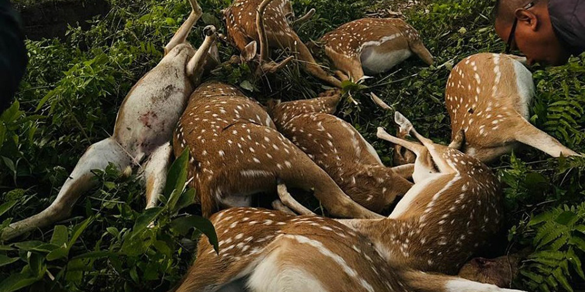 एकै ठाउँमा नौ मृग मरेका भेटिए