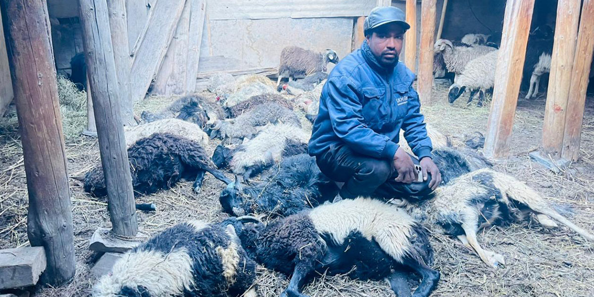 मुस्ताङमा हिउँ चितुवाको आक्रमणबाट १९ भेडा मरे