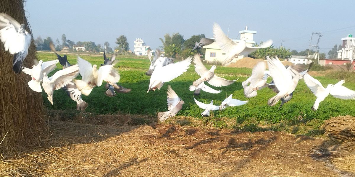 आहाराको खोजीमा परेवा