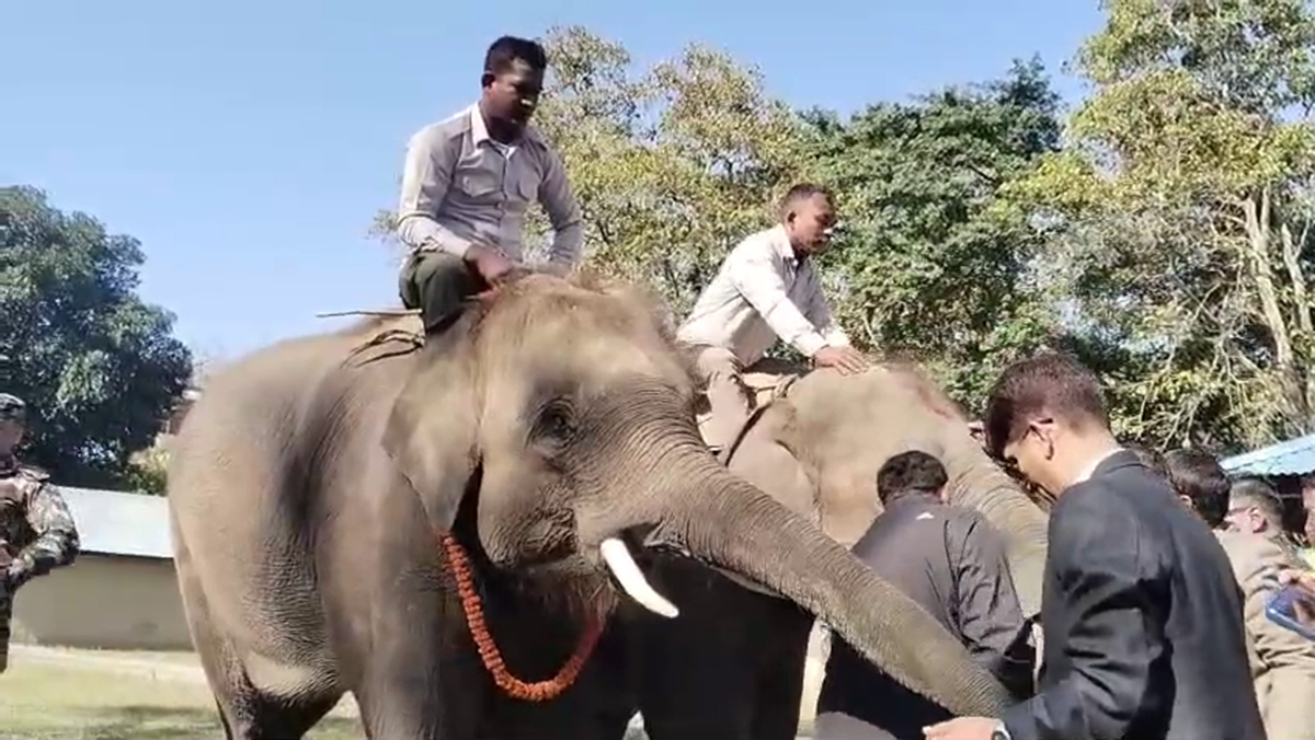 चार्टर विमानमार्फत् कतार जाँदैछन् यी दुई हात्ती