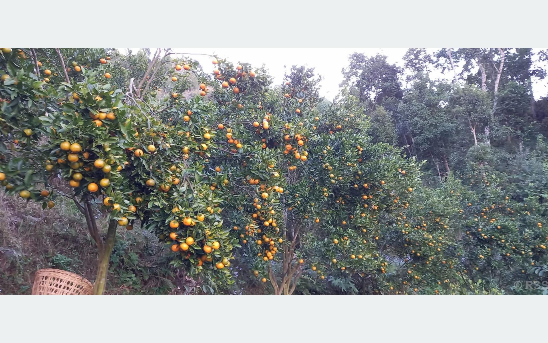 अर्बकुना सुन्तला उत्पादन कृषक समूहद्वारा ८७ लाखको सुन्तला बिक्री