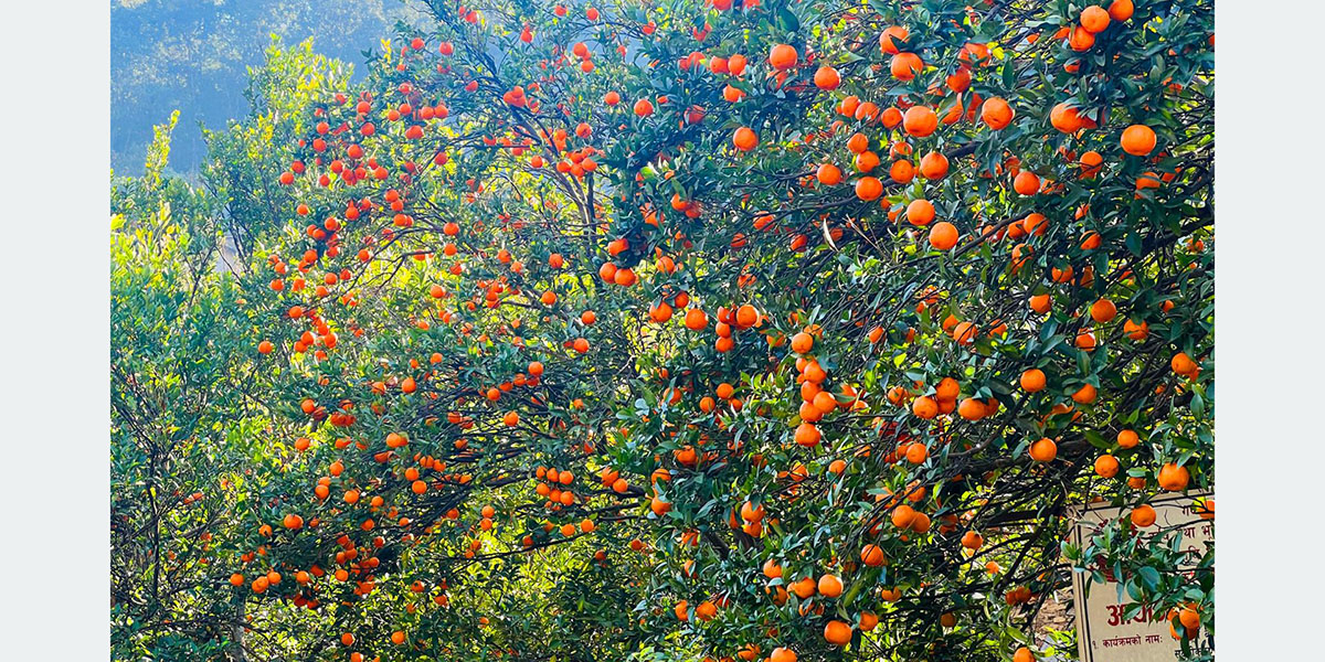 बागलुङका किसान सुन्तला सस्तोमा बेच्न बाध्य