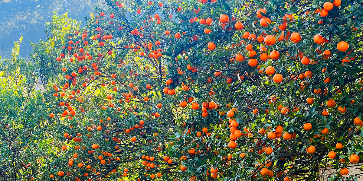 सस्तैमा सुन्तला बेच्न बाध्य छन् बागलुङका किसान