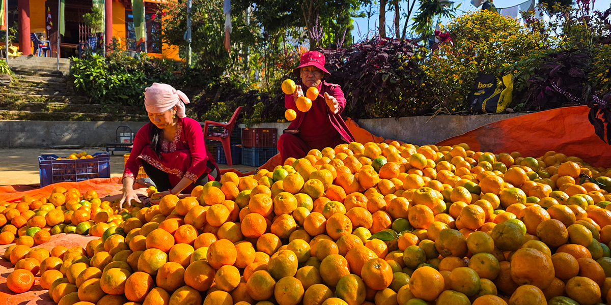 ठेक्का नदिइ आफैँ सुन्तला बेच्दा बन्दीपुरका किसानको आम्दानी बढ्यो