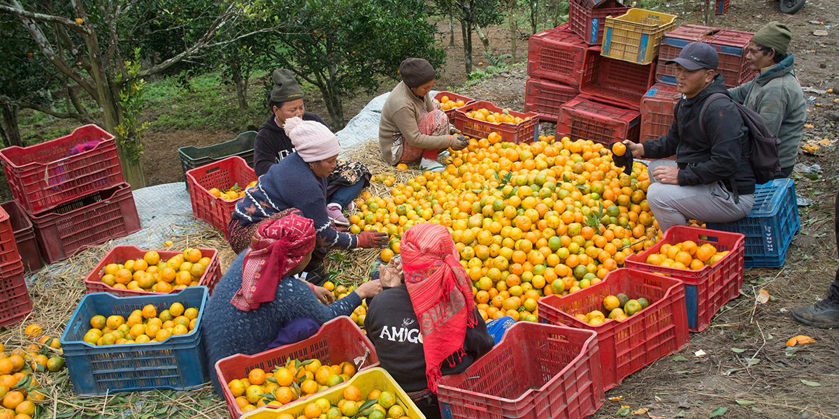 ‘कृषकलाई मौसमले ठग्दो रहेछ’