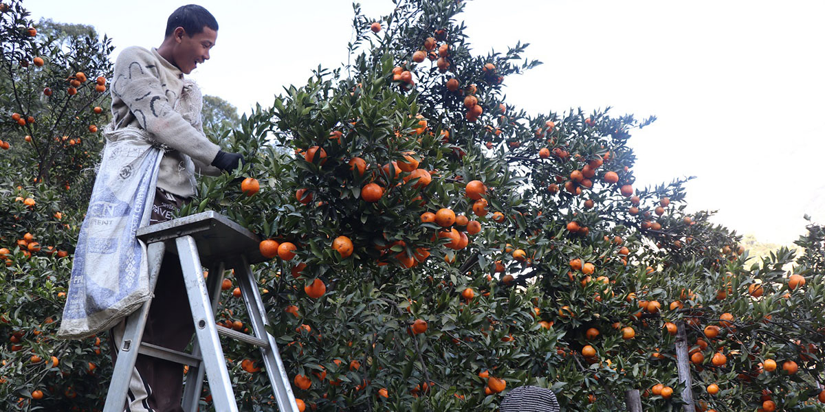 सुन्तला टिप्न धादिङका युवा म्याग्दीमा