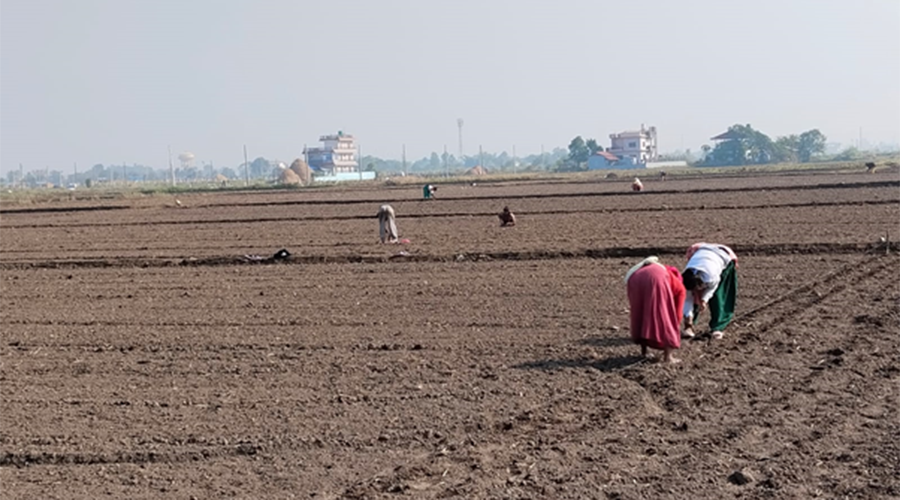 भरतपुरमा सूर्यमुखी खेती