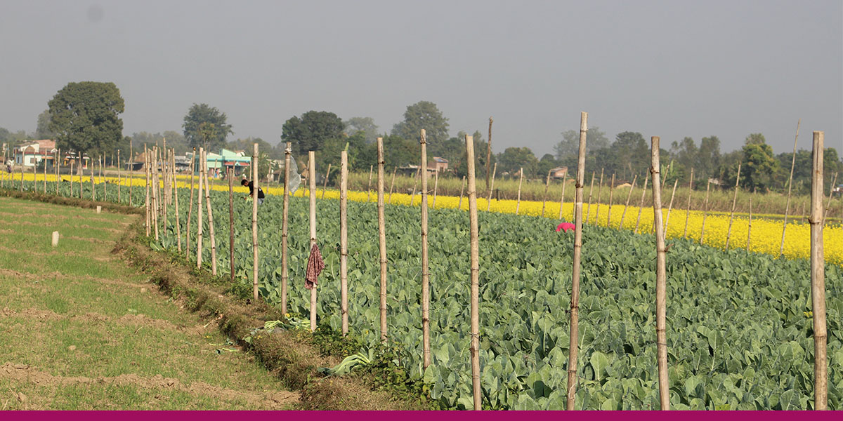 व्यावसायिक सागसब्जीखेतीबाट लाखौँ आम्दानी
