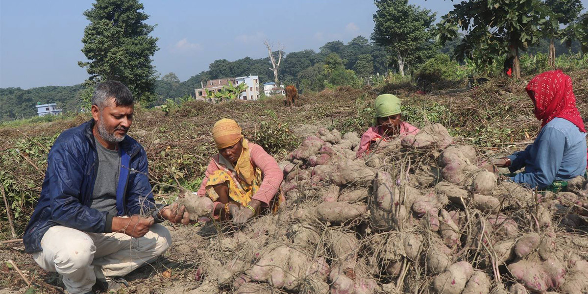 तरुलखेतीबाट २२ जनालाई रोजगारी, सात लाख बचत