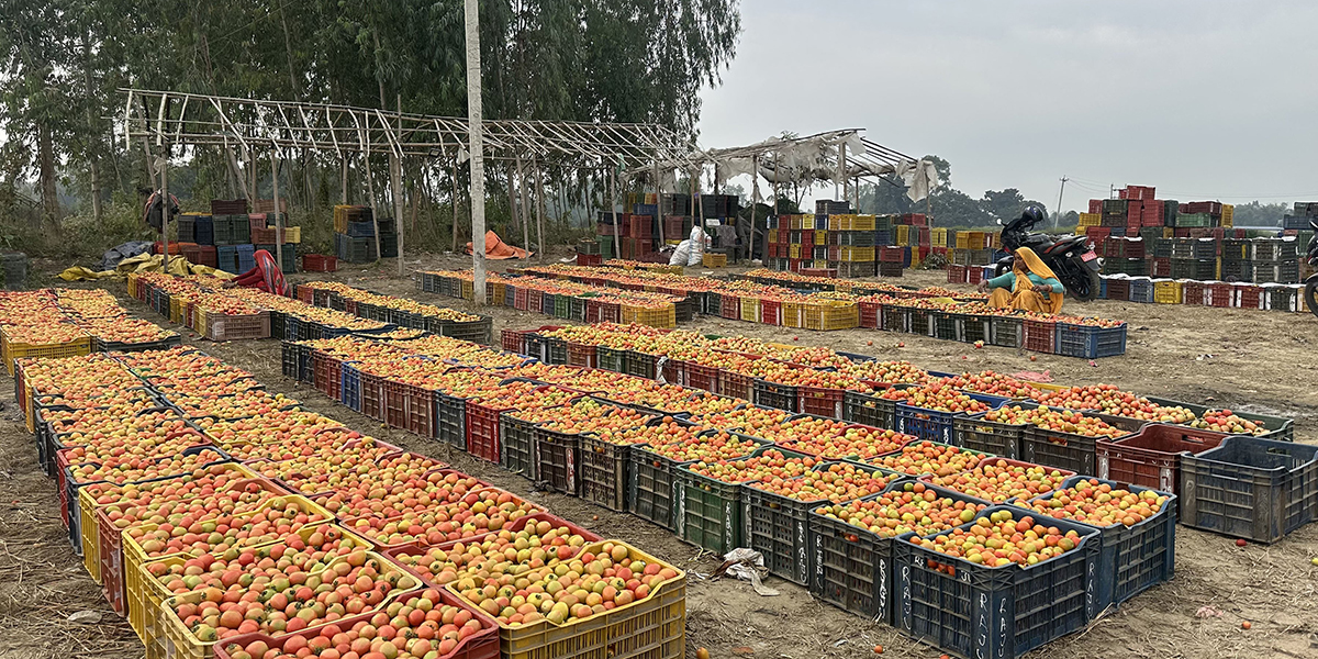 चितवनको सिमी र गोलभेँडा पुग्न थाल्यो दुबई