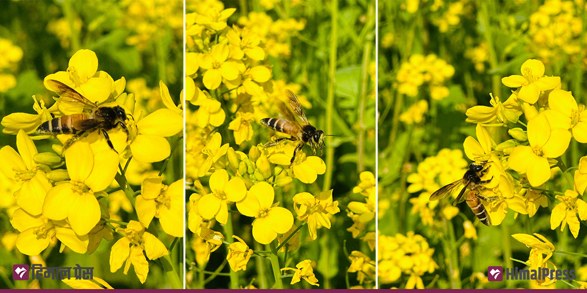 बुद्धभूमिमा तोरीको फूल र माहुरीको व्यस्तता (तस्बिरहरू)