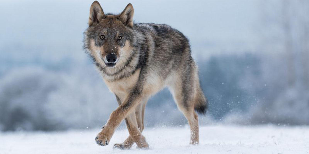 ताप्लेजुङको हिमाली बस्ती याङ्मामा ब्वाँसोको आतंक, गोठमै छिरेर मार्न थाल्यो चौपाया