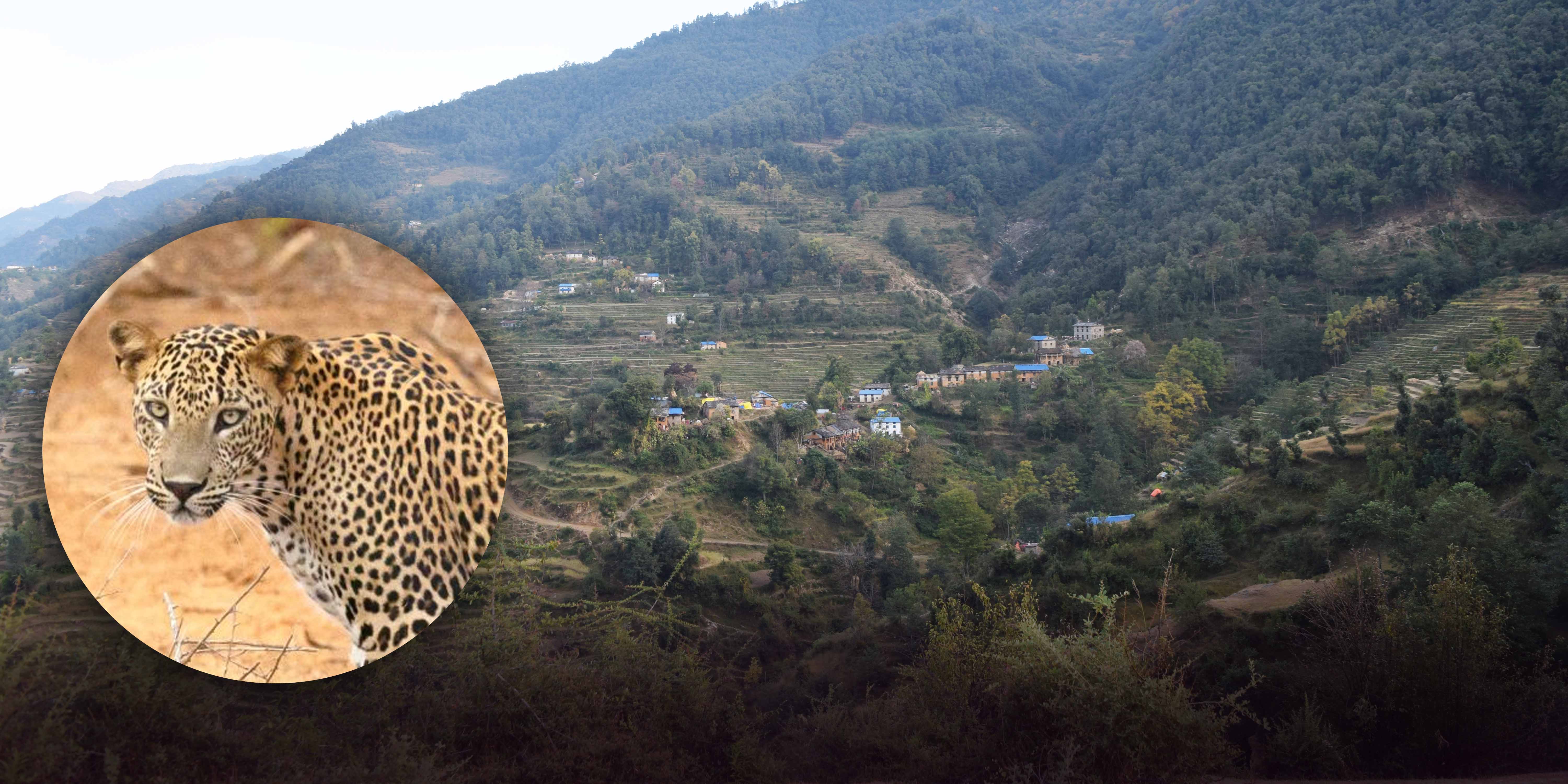 चितुवाबाट चौपाया जोगाउनै मुस्किल