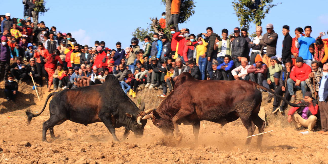 धादिङमा जुधाइयो एक सय हल गोरु
