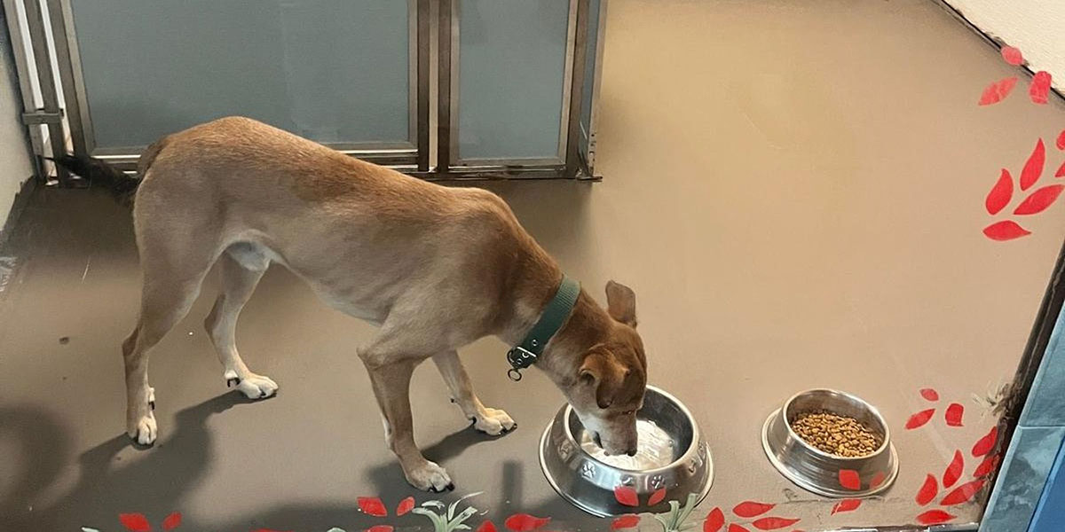 चितवनमा छाडा छोडिएको कुकुर अमेरिका पुग्यो