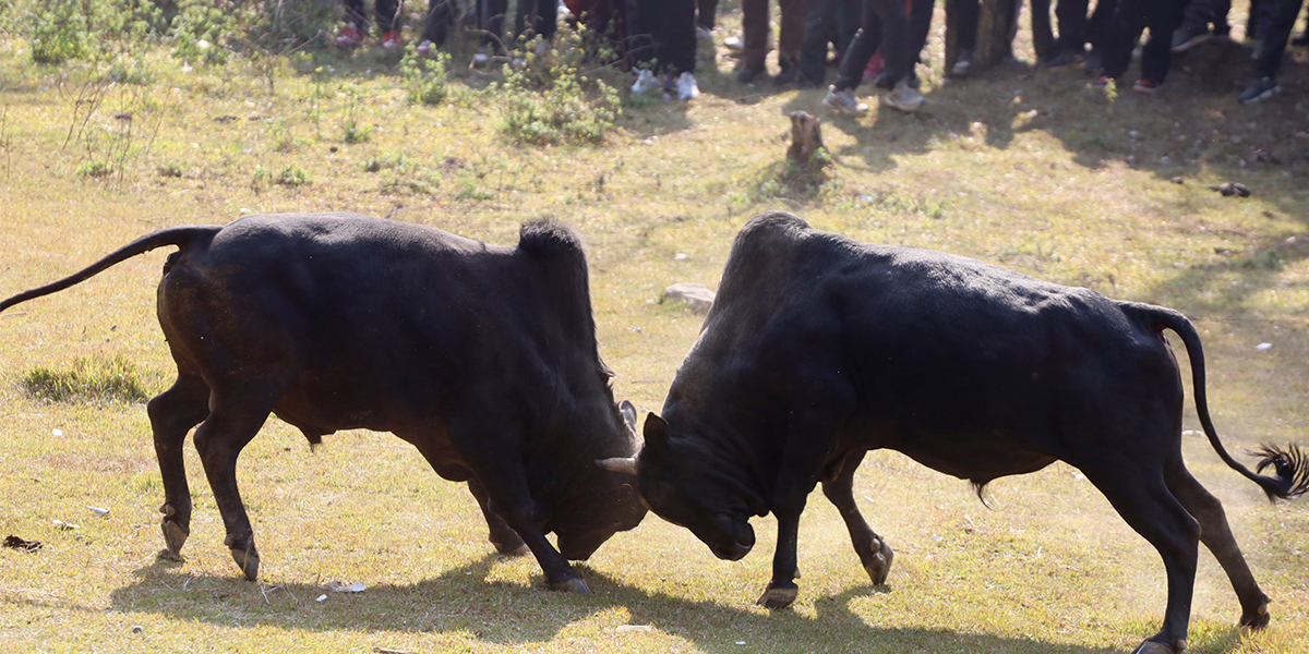 माघे सङ्क्रान्तिको अवसरमा लमजुङमा गोरु जुधाउँदै