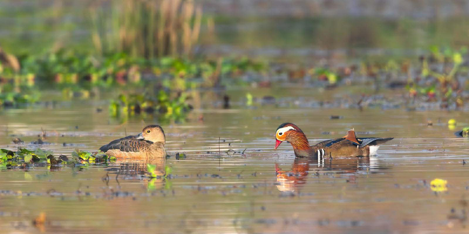 तरहरा क्षेत्रमा जोडी मन्डारिन हाँसको विचरण