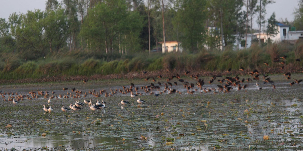 कञ्चनपुरमा आजदेखि जलपंछी गणना