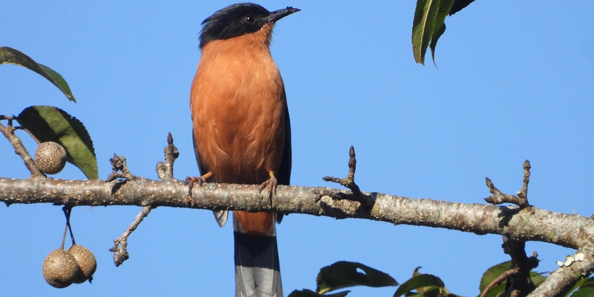 गुल्मीमा फेला परे चराका ३५५ प्रजाति