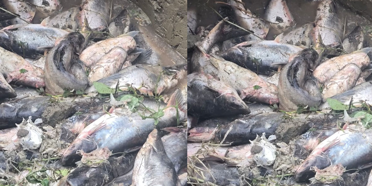 नवलपरासीमा चिसोका कारण मरे माछा