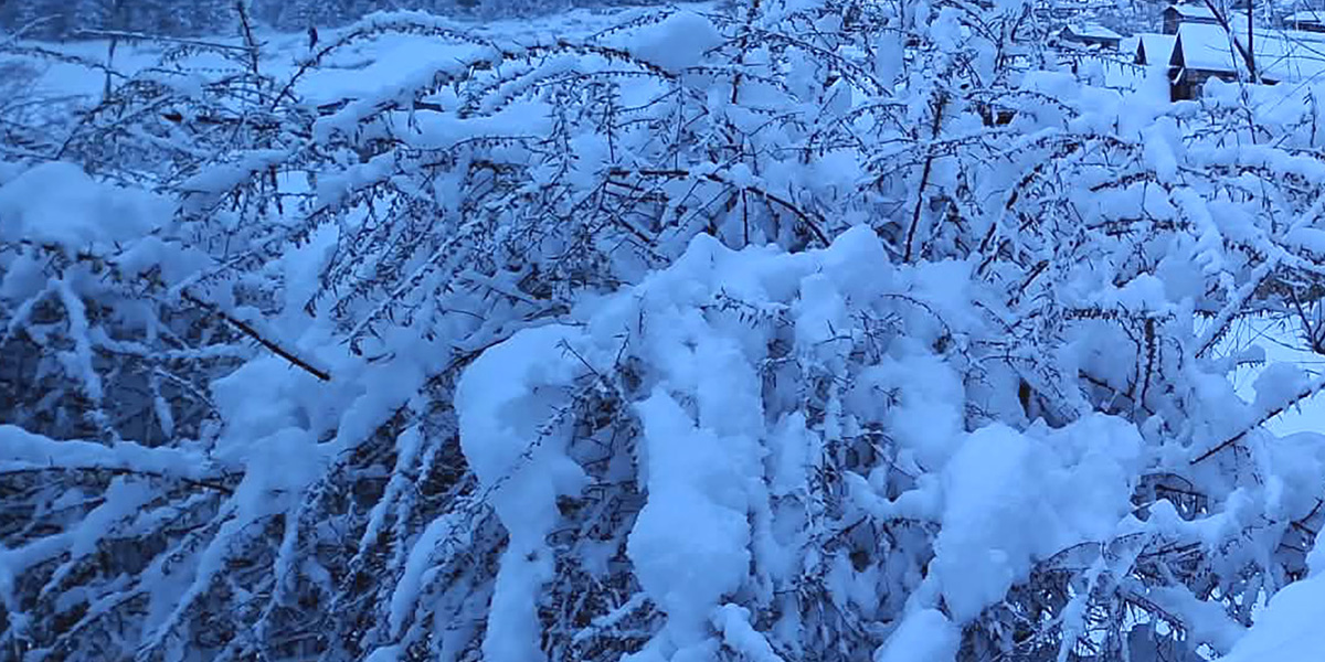 उत्तरी गोरखामा भारी हिमपात