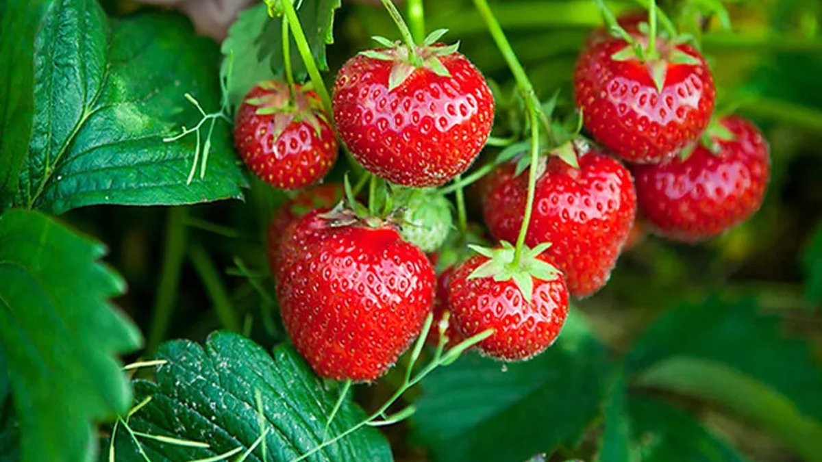 भुइँऐसेलु २१ लाखको कारोबार