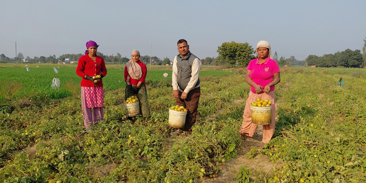 ३६ सालदेखि निरन्तर टमाटर खेती गरिरहेका वीरेन्द्रप्रसाद