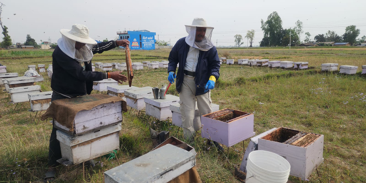 मौरीलाई संकट : घारमा बसे शीतलहरले मर्छन्, बाहिर चराको चारो
