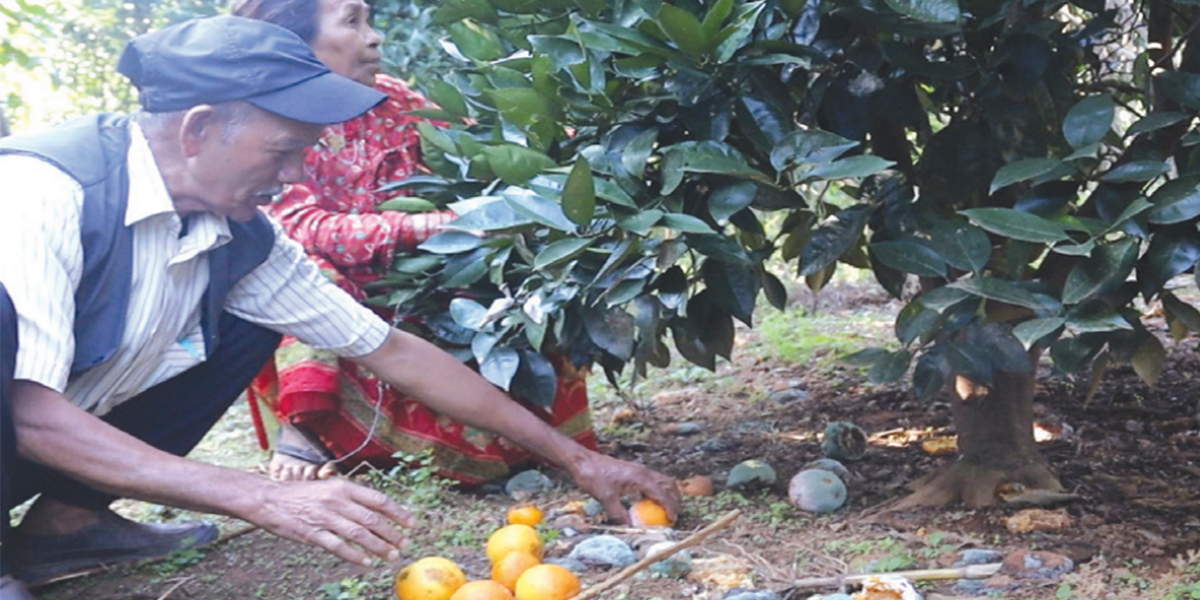 कीरा लागेर बोटबाटै झर्न थाल्यो टिप्ने बेलाको सुन्तला