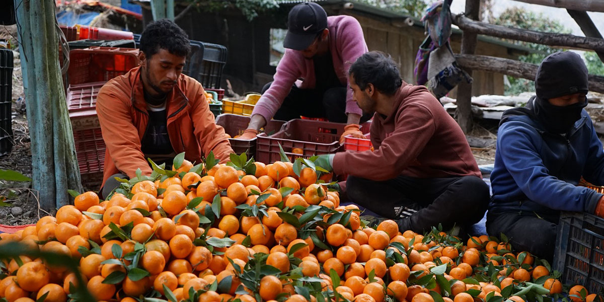 म्याग्दीका किसानले सुन्तला टिपेर बजार पठाउन थाले