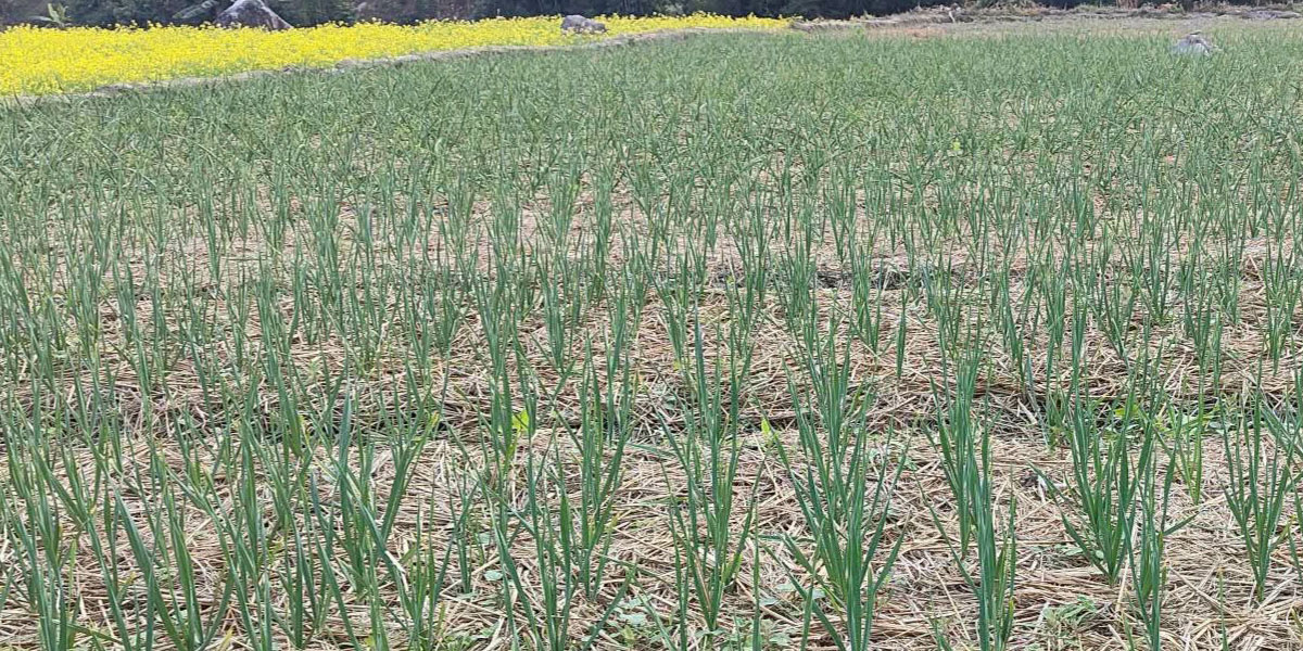 रुपामा लसुन-प्याज खेती विस्तार, १ लाख ७५ हजार किलो उत्पादन लक्ष्य