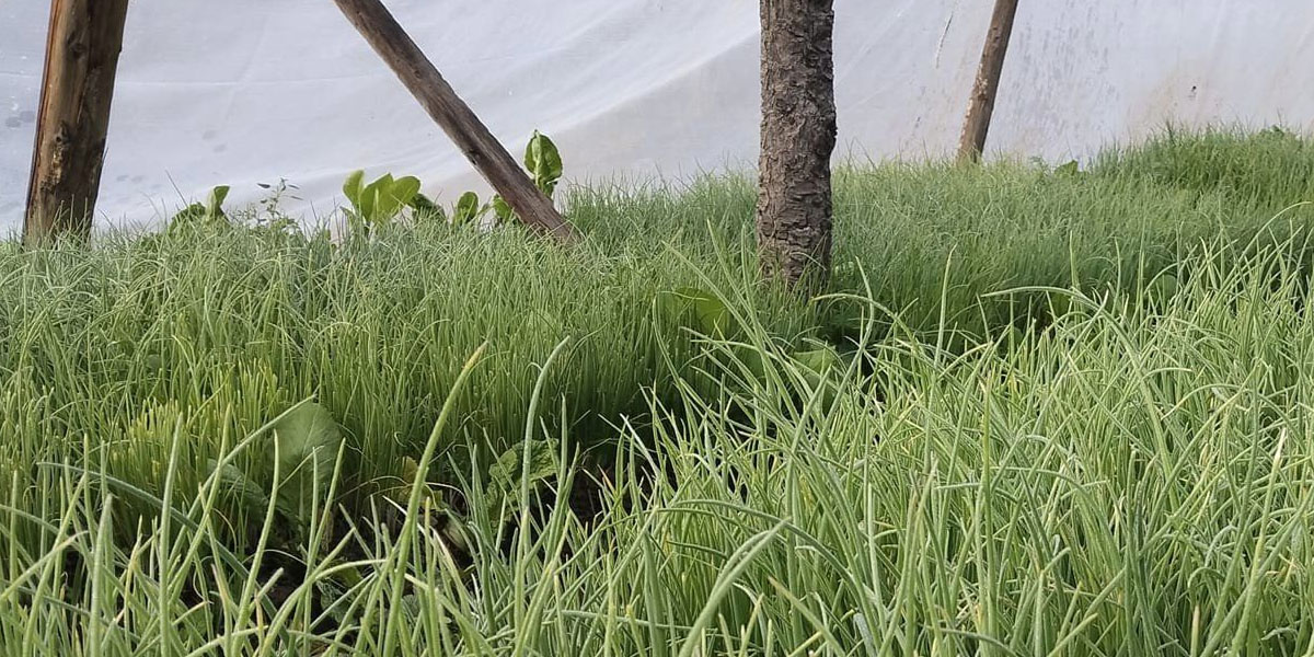 प्याजको बेर्ना बेचेरै लाख बढी आम्दानी