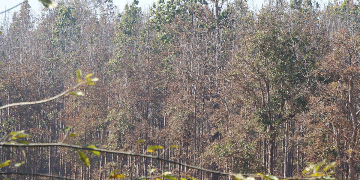 सालका रूखमा ‘मथ’ पुतलीको महामारी